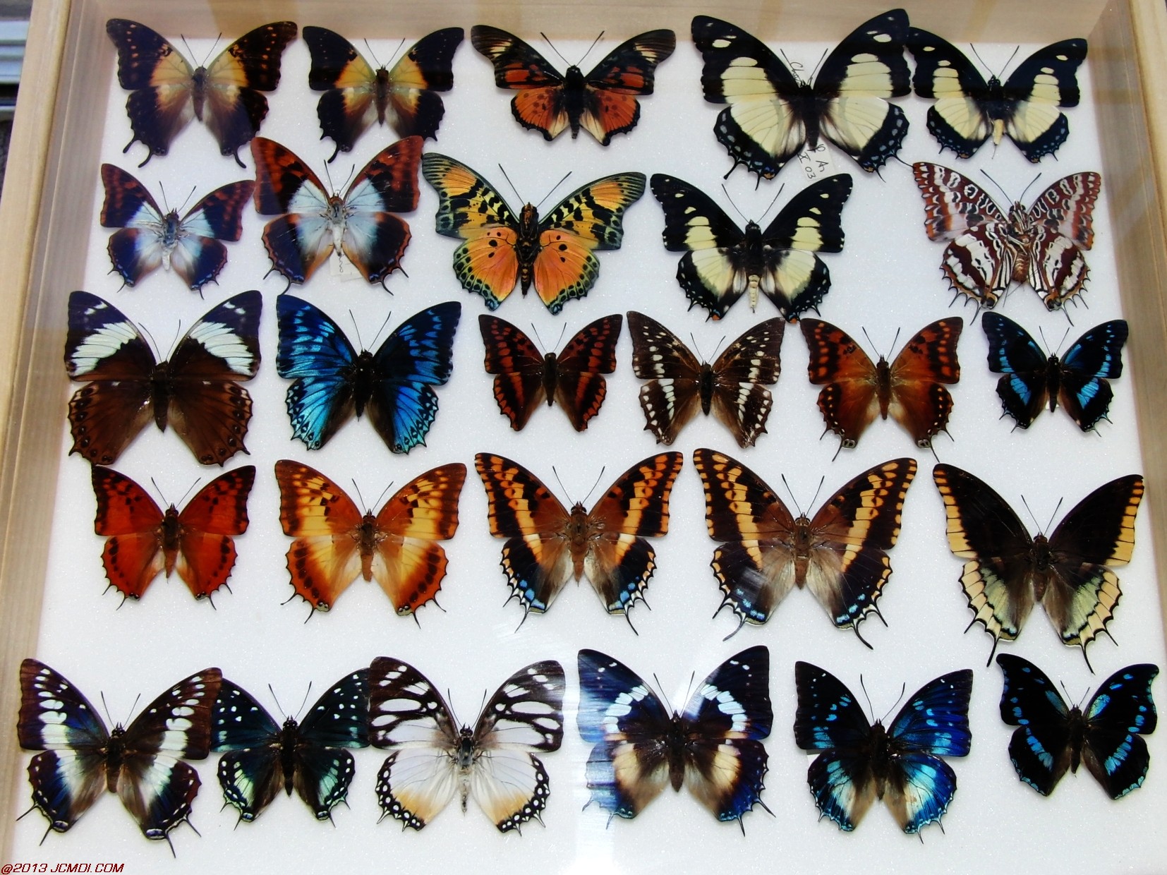 Case of Charaxes, Polygrapha, etc.